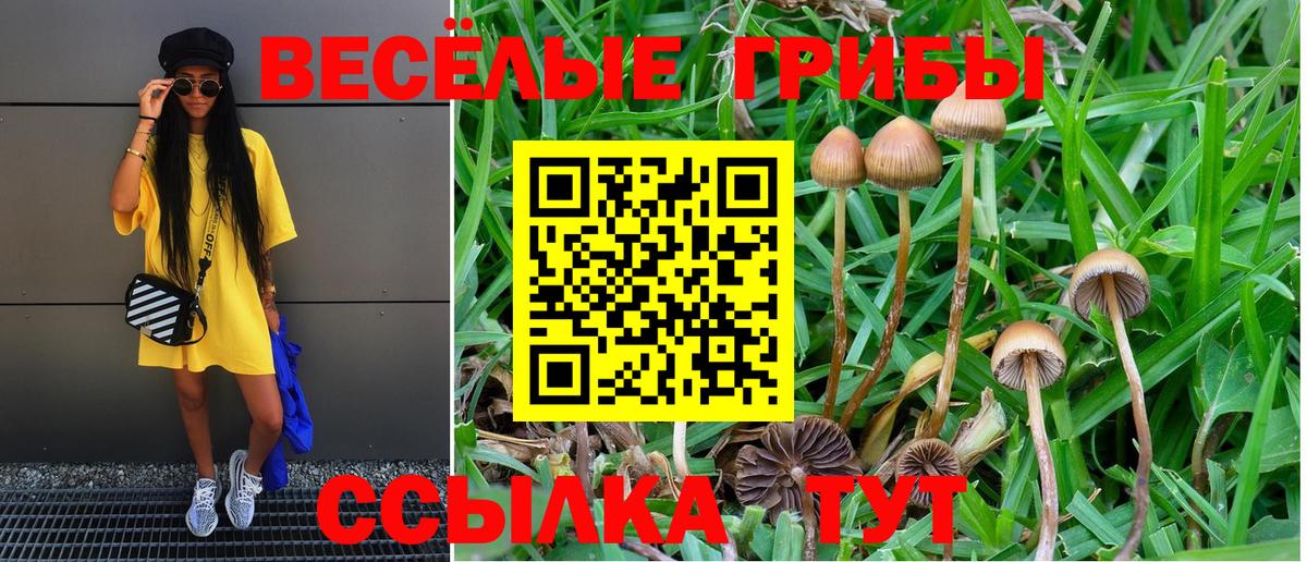 Галлюциногенные грибы Psilocybe Холмск
